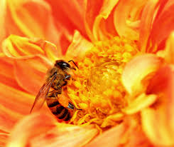 Méhpempő és más méhészeti termékek 